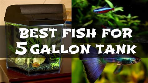 5 gallon aquarium fish|Fish For A 5 Gallon Tank – 10+ Great Choices (With Pictures).